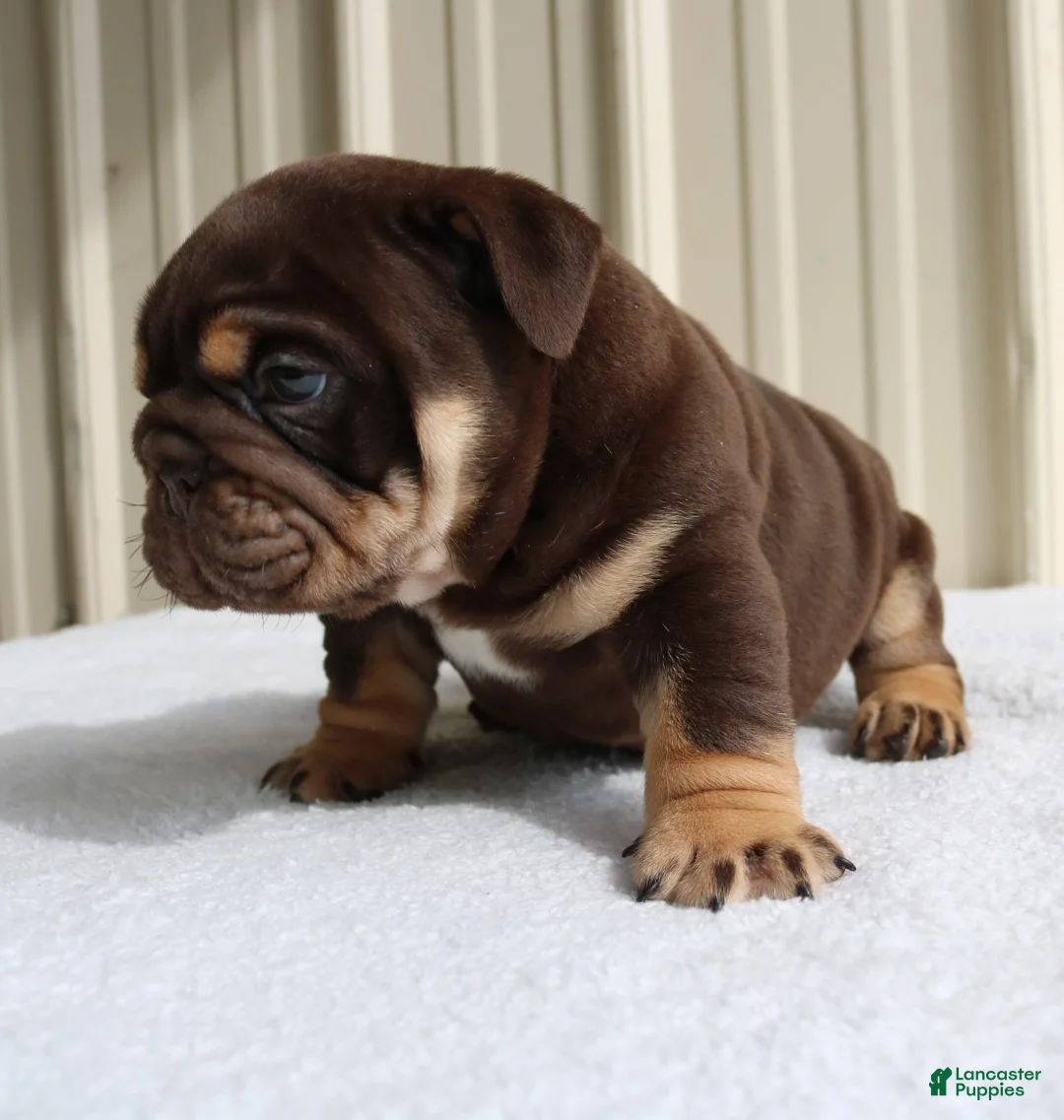 English Bulldog dogs for sale: Bucky - Ad 1