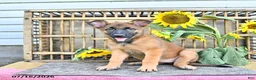 Mixed Breed dogs for sale: Autumn - Ad 5