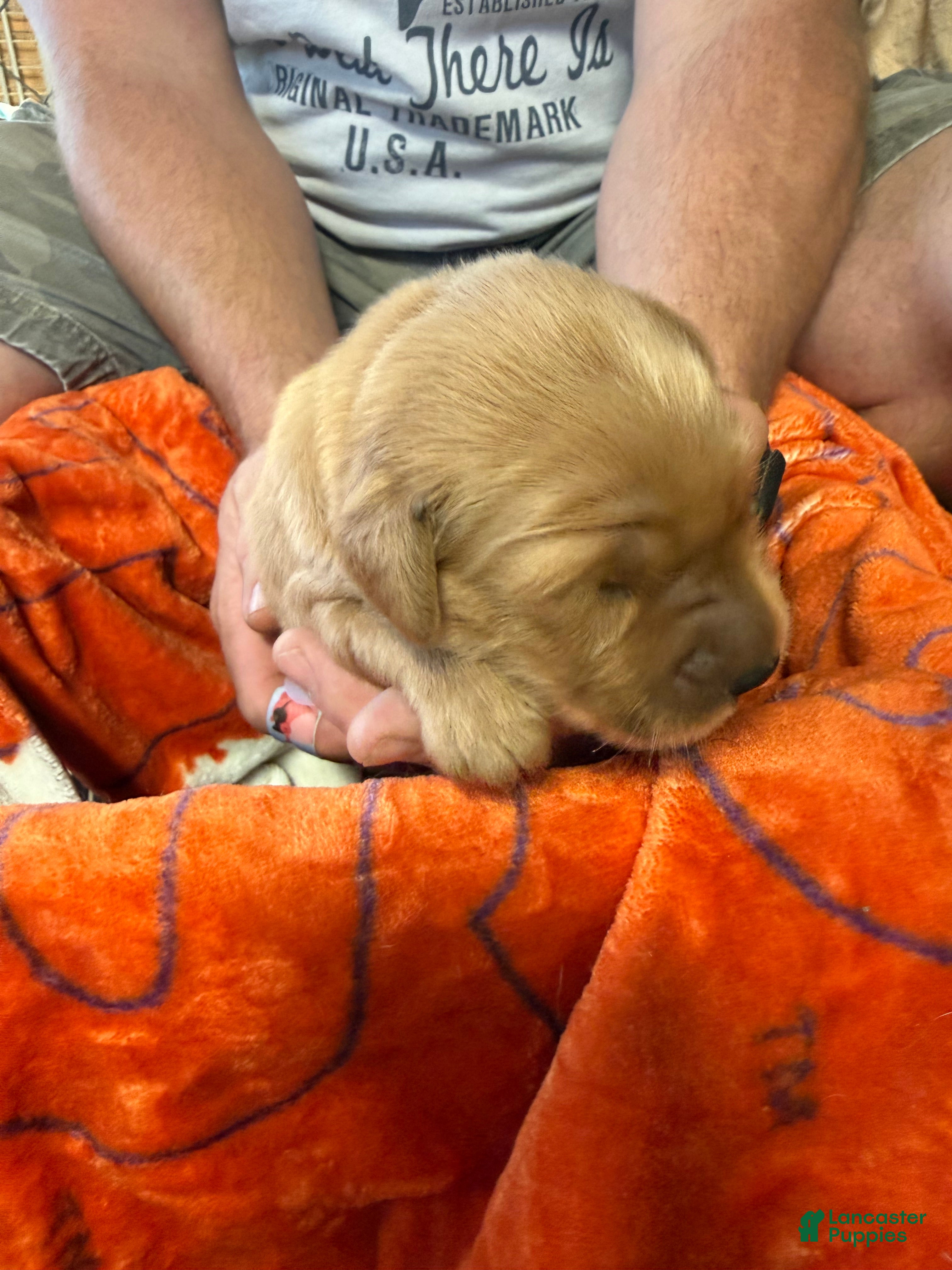 Golden Retriever