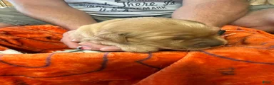 Golden Retriever 4