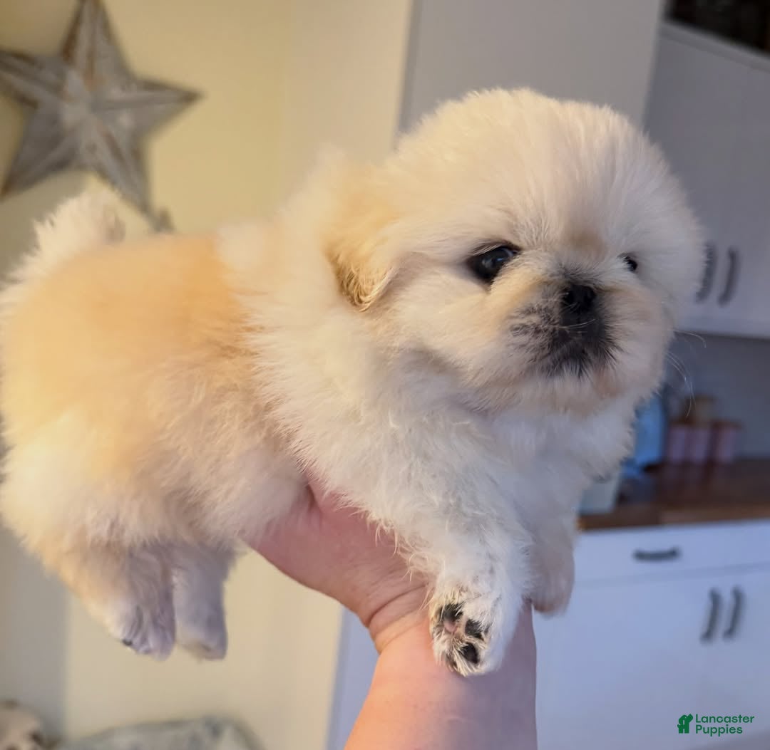 Pekingese dogs for sale: Finn - Ad 12