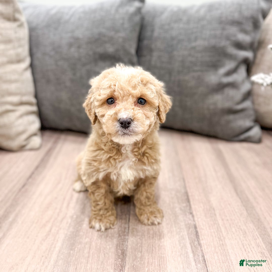 Goldendoodle dogs for sale: Snowflake  - Ad 26