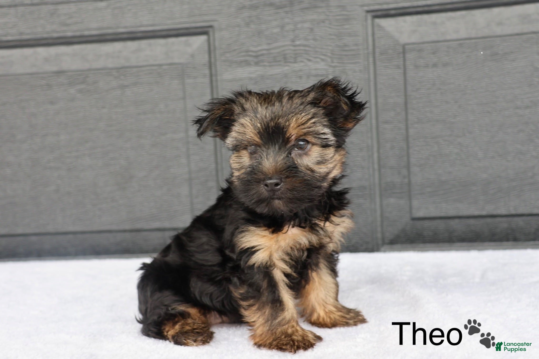 Yorkshire Terrier dogs Theo - Ad 2