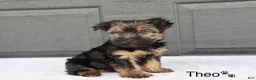 Yorkshire Terrier dogs for sale: Theo - Ad 2