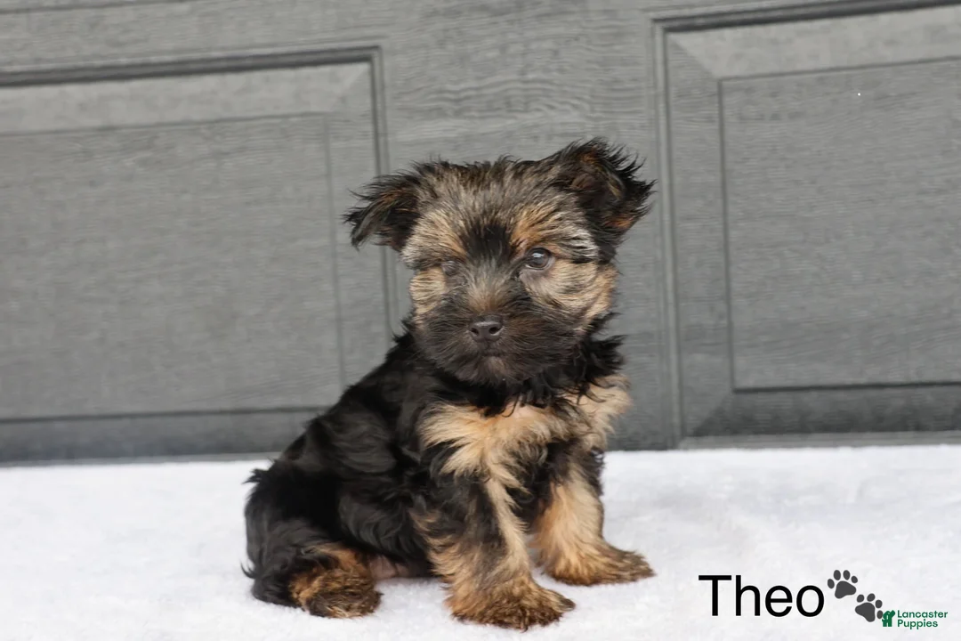 Yorkshire Terrier dogs for sale: Theo - Ad 2