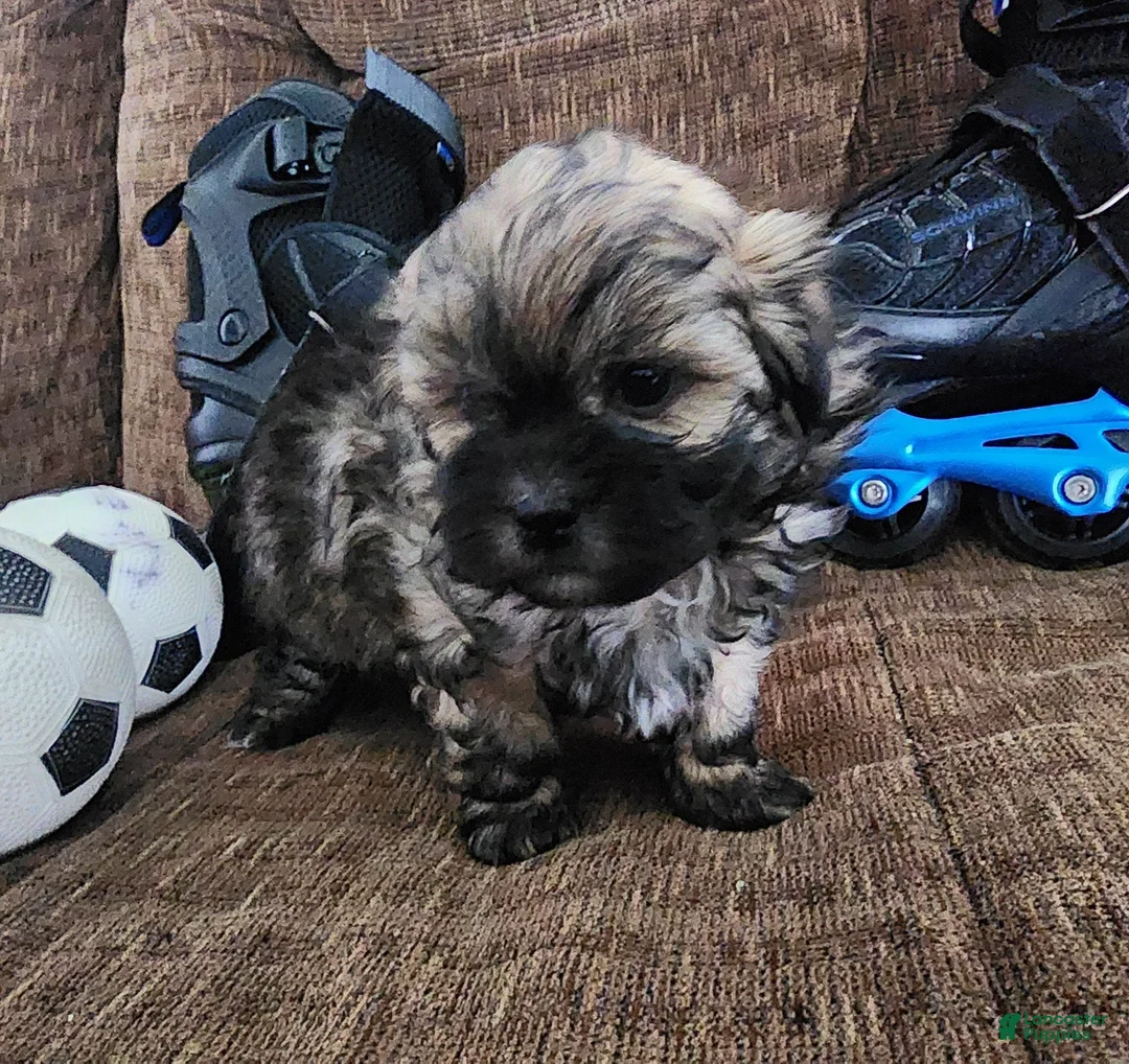 Shihpoo dogs for sale: IKARUS  - Ad 7