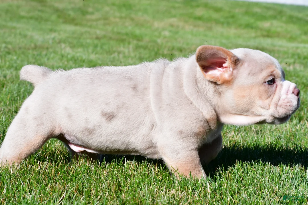 Beabull dogs for sale: Lakota - Ad 14