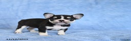 French Bulldog dogs for sale: Zesta - Ad 2