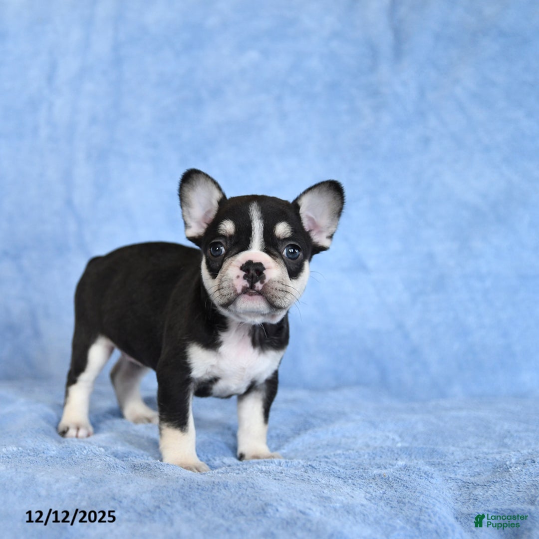 French Bulldog dogs for sale: Zesta - Ad 2