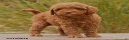 Toy Poodle dogs for sale: Spice - Ad 2