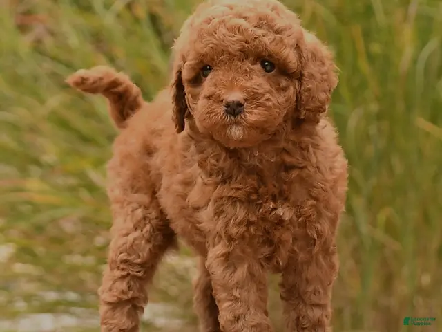 Toy Poodle dogs Spice - Ad 2