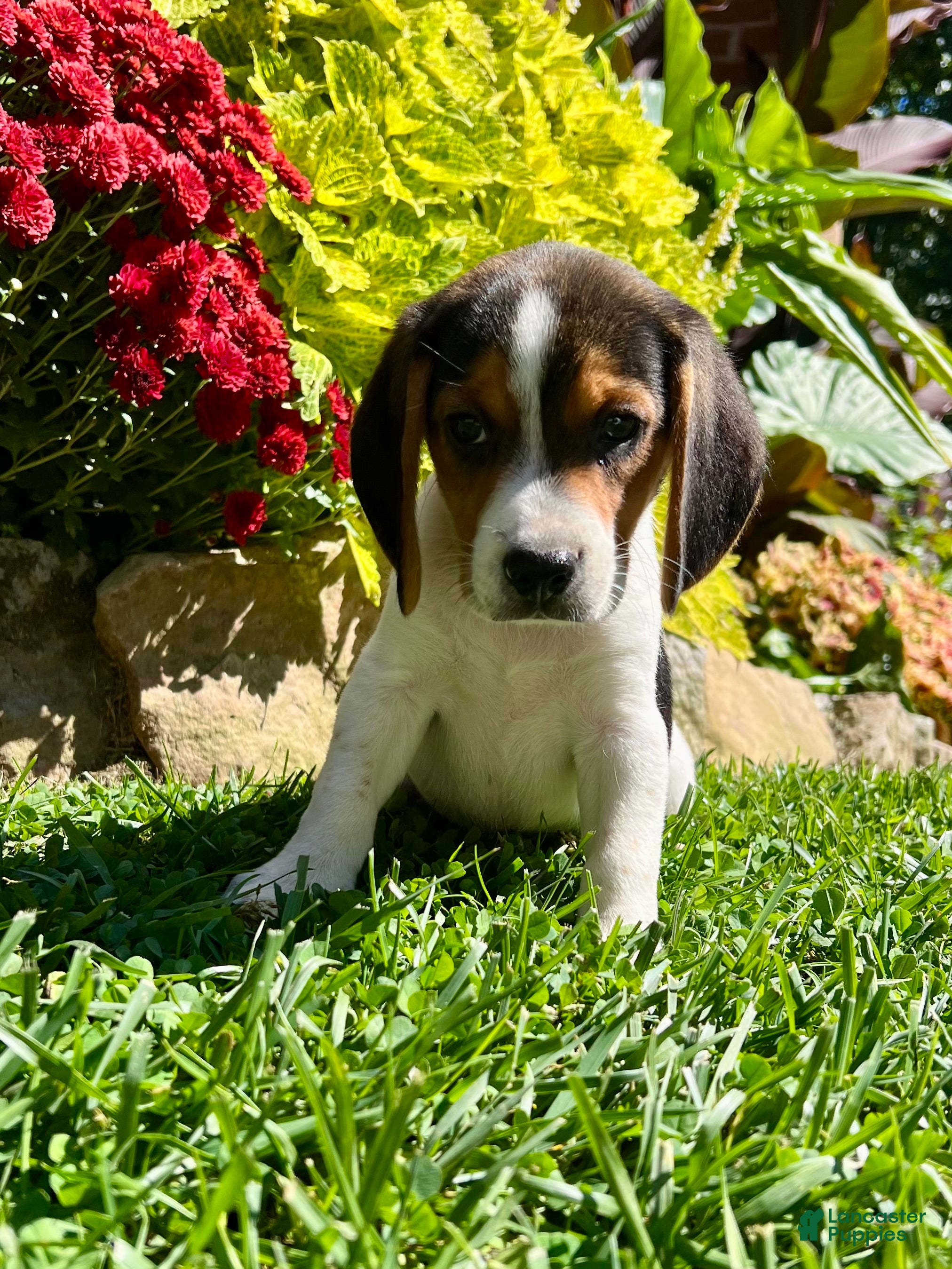 Bandit