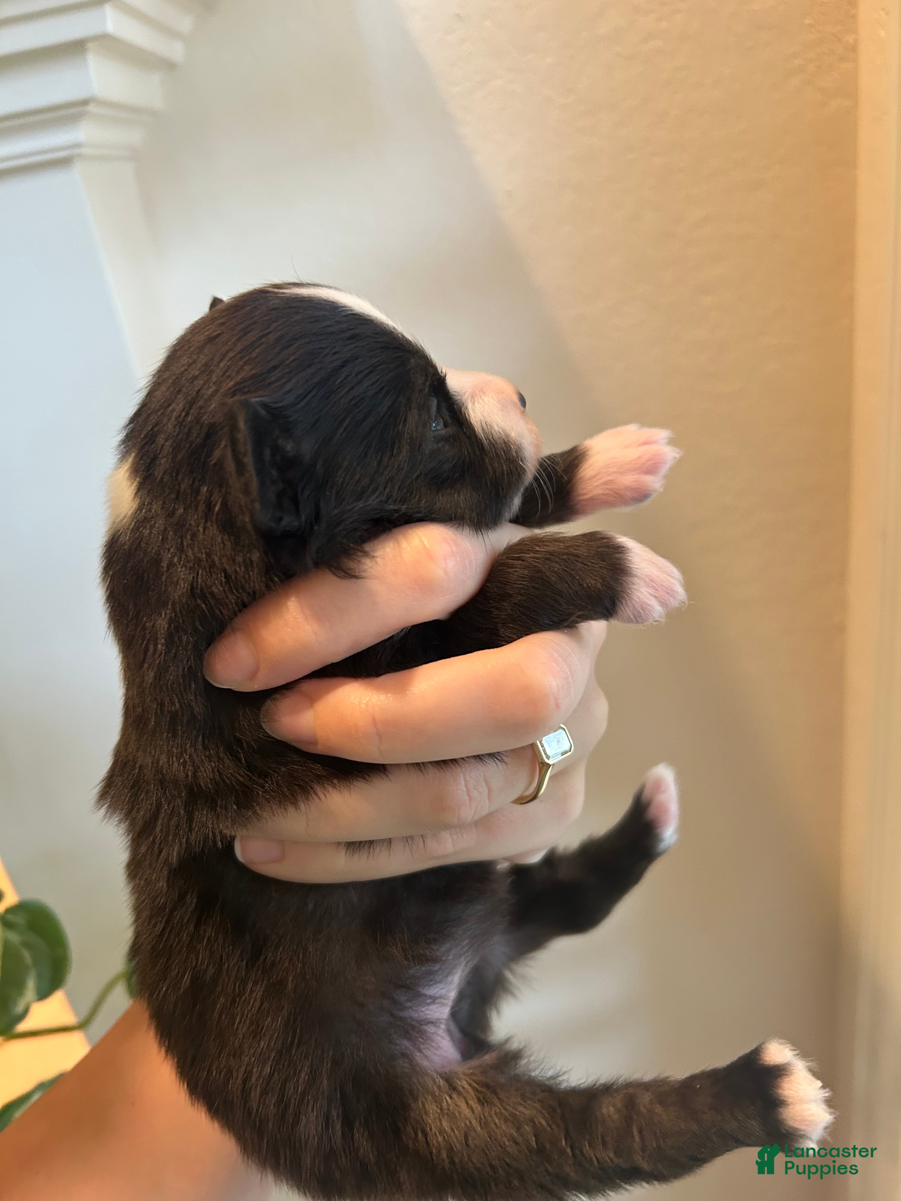 Miniature Australian Shepherd dogs for sale: Sunny - Ad 8