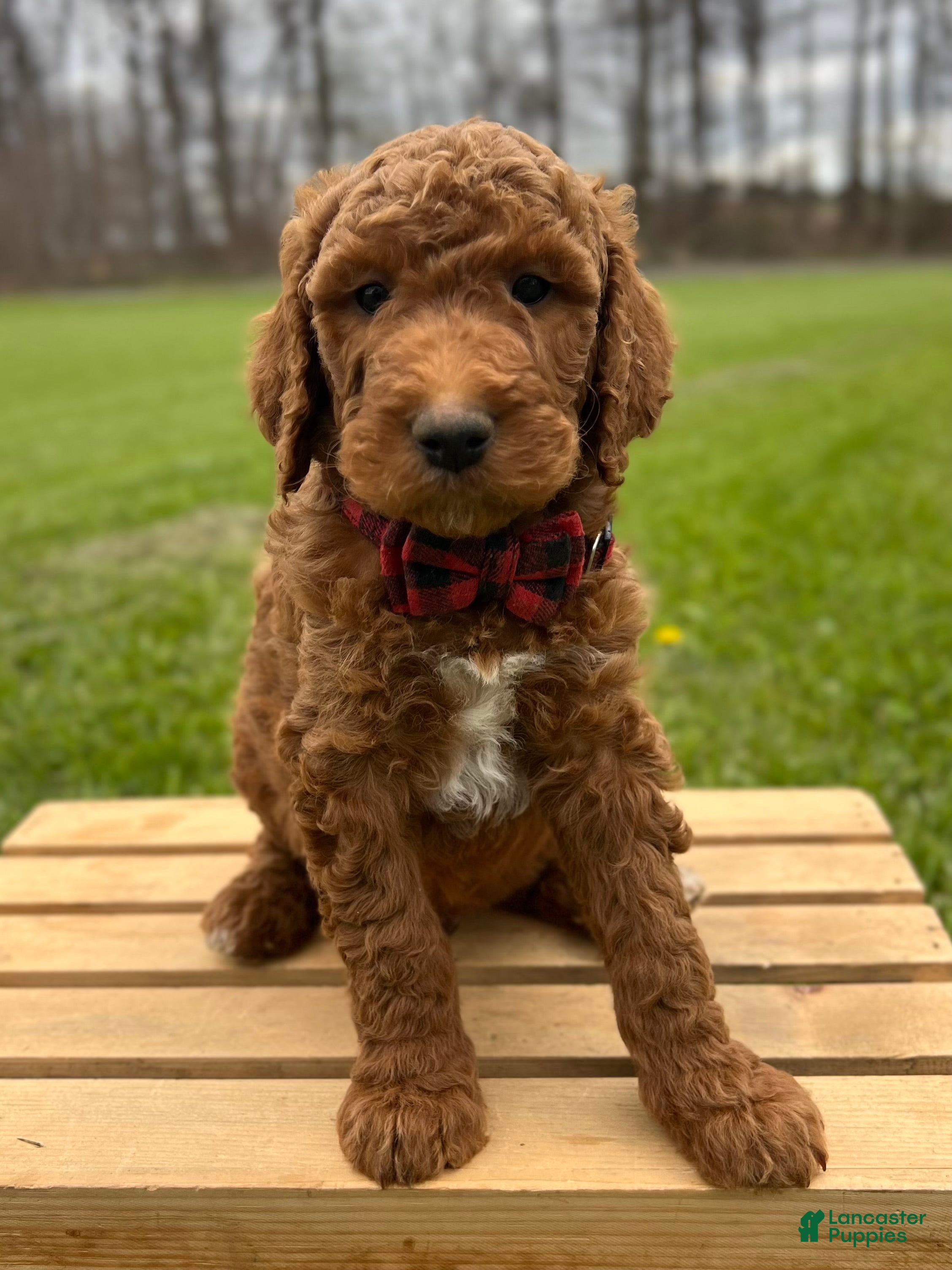 Irish Doodle dogs Winston - Ad 2