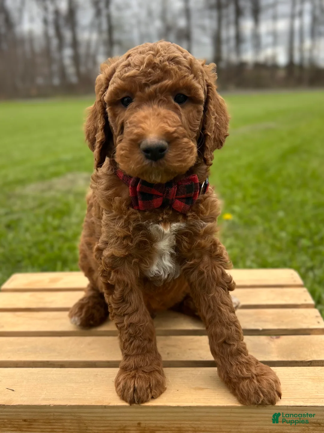 Irish Doodle dogs for sale: Winston - Ad 2