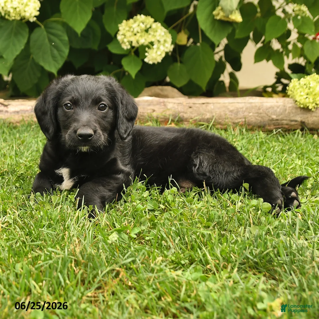 Labradoodle dogs for sale: Dodger - Ad 2