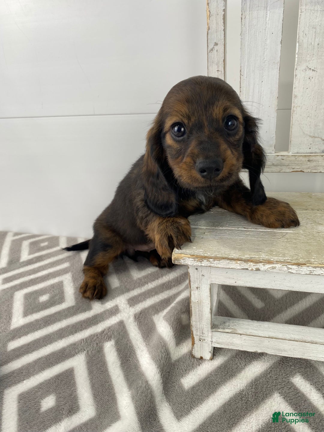 Miniature Dachshund dogs for sale: Bella - Ad 4