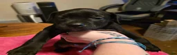 Mixed Breed dogs for sale: Argo - Ad 2