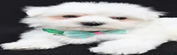 Maltese dogs for sale: Tripp - Ad 6