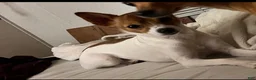 Chihuahua dogs for sale: Chihuahua 2 - Ad 5