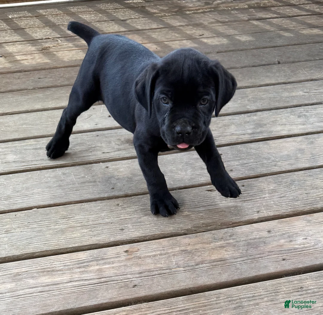 Cane Corso dogs for sale: Lemongrab - Ad 2