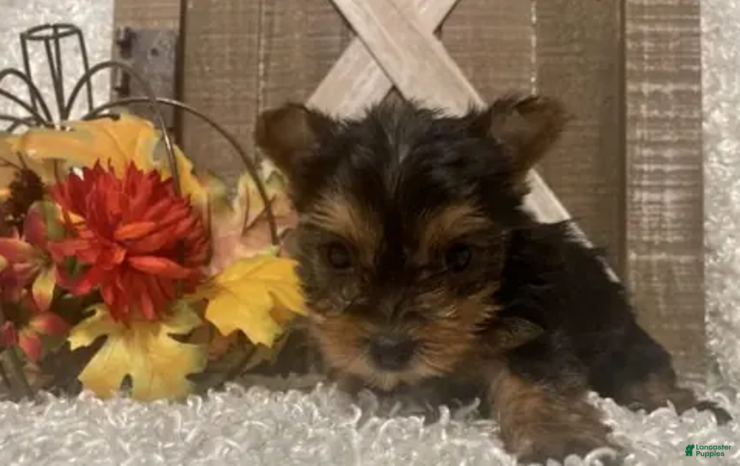 Yorkshire Terrier dogs for sale: Molly F1 - Ad 5