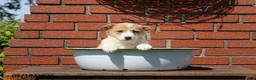 Mixed Breed dogs for sale: Carmel - Ad 2