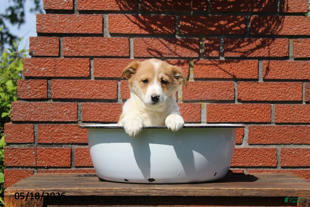 Mixed Breed dogs for sale: Carmel - Ad 2