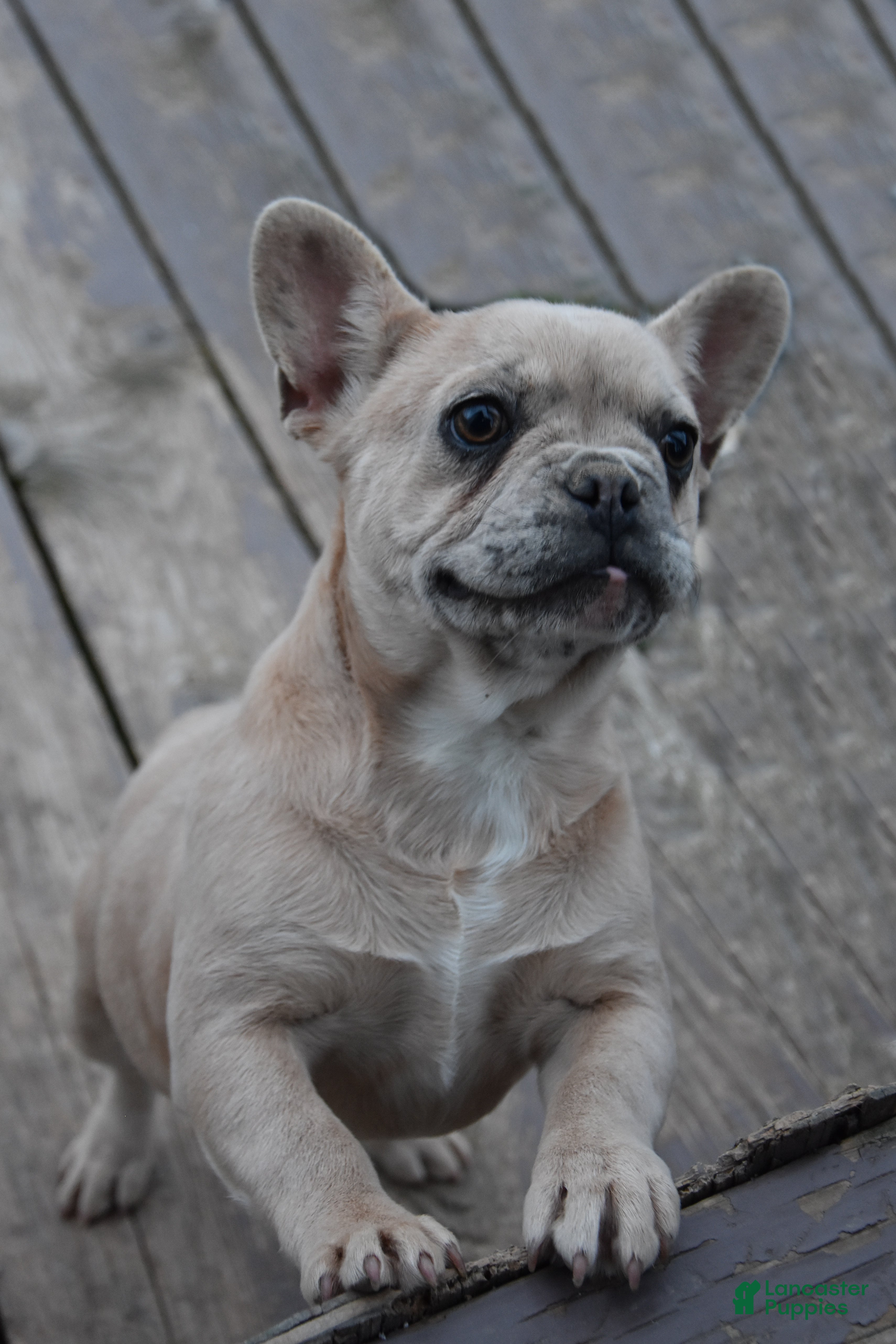 French Bulldog dogs Kristi - Ad 1