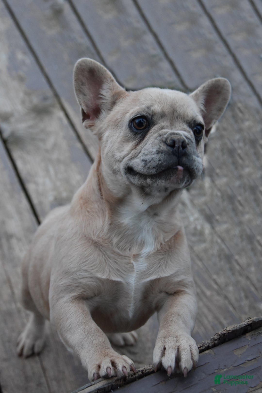French Bulldog dogs for sale: Kristi - Ad 1