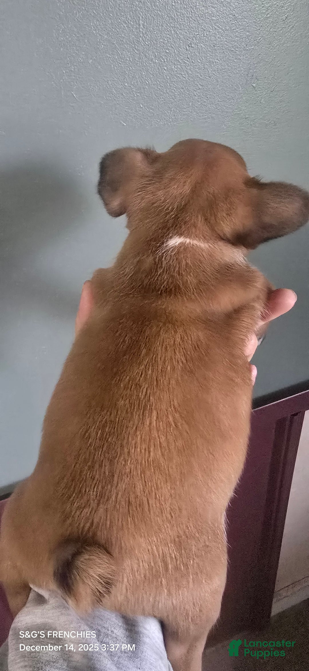 French Bulldog dogs for sale: STRYKER - Ad 3