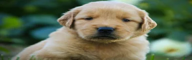 Lawrence Golden Retriever 