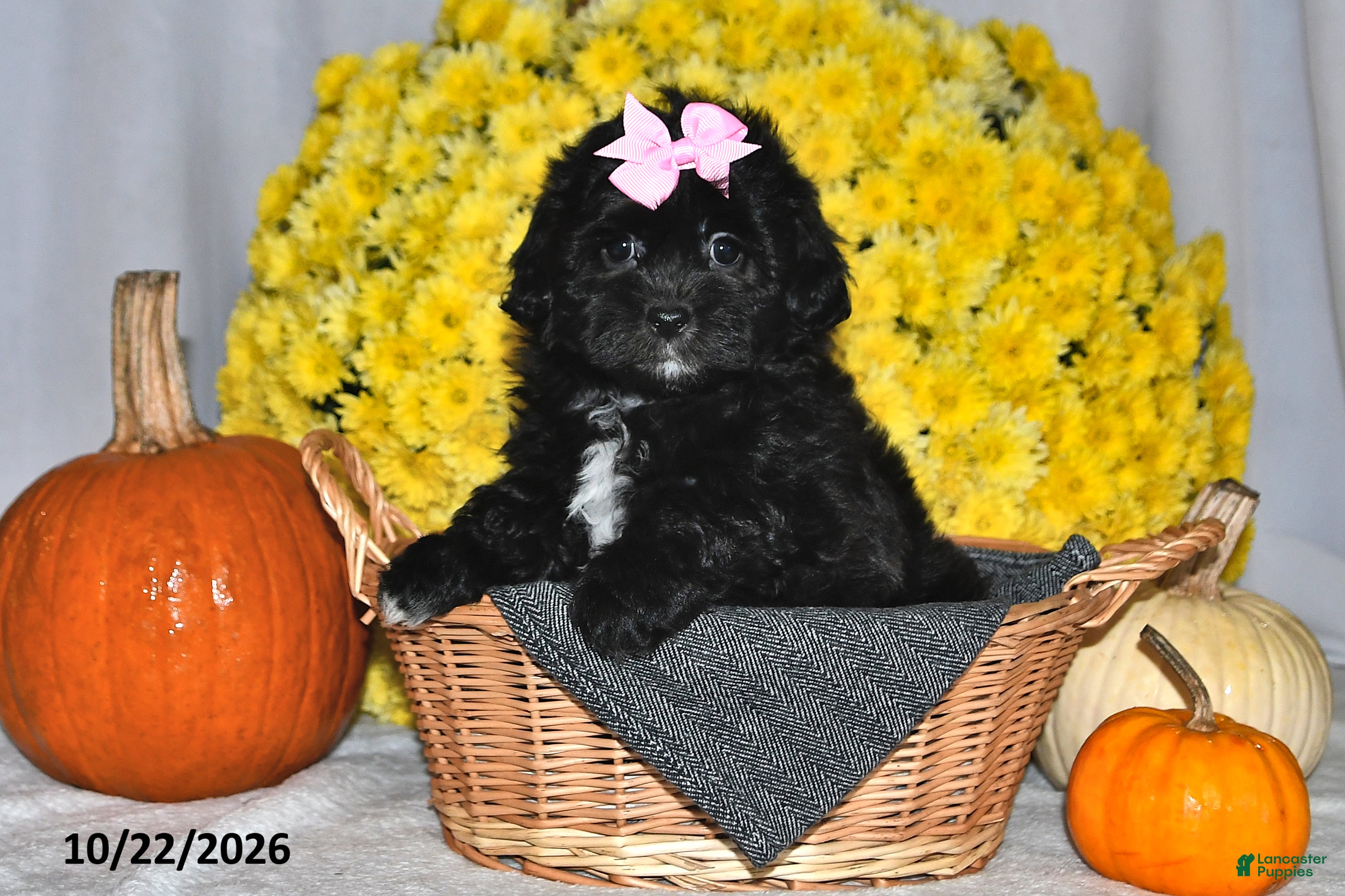Shihpoo dogs for sale: Tasha - Ad 2