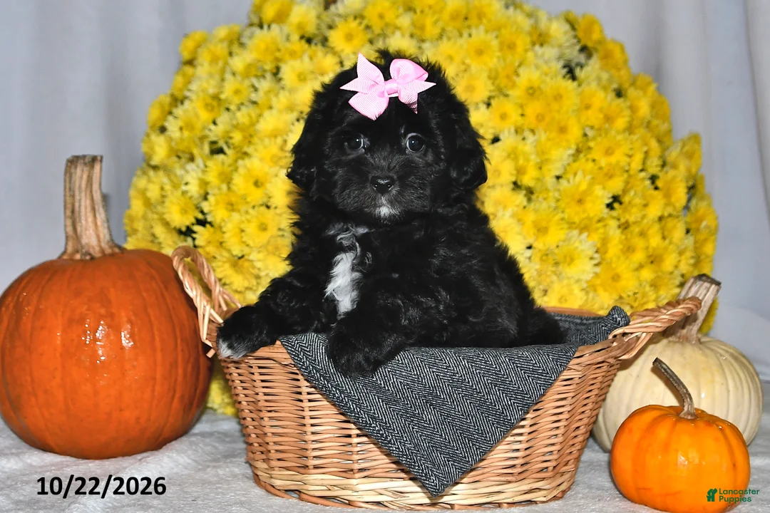 Shihpoo dogs for sale: Tasha - Ad 2