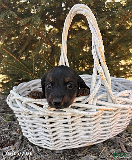 Dachshund dogs Darcy - Ad 2