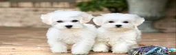 Teddy Bear dogs for sale: Savannah - Ad 20