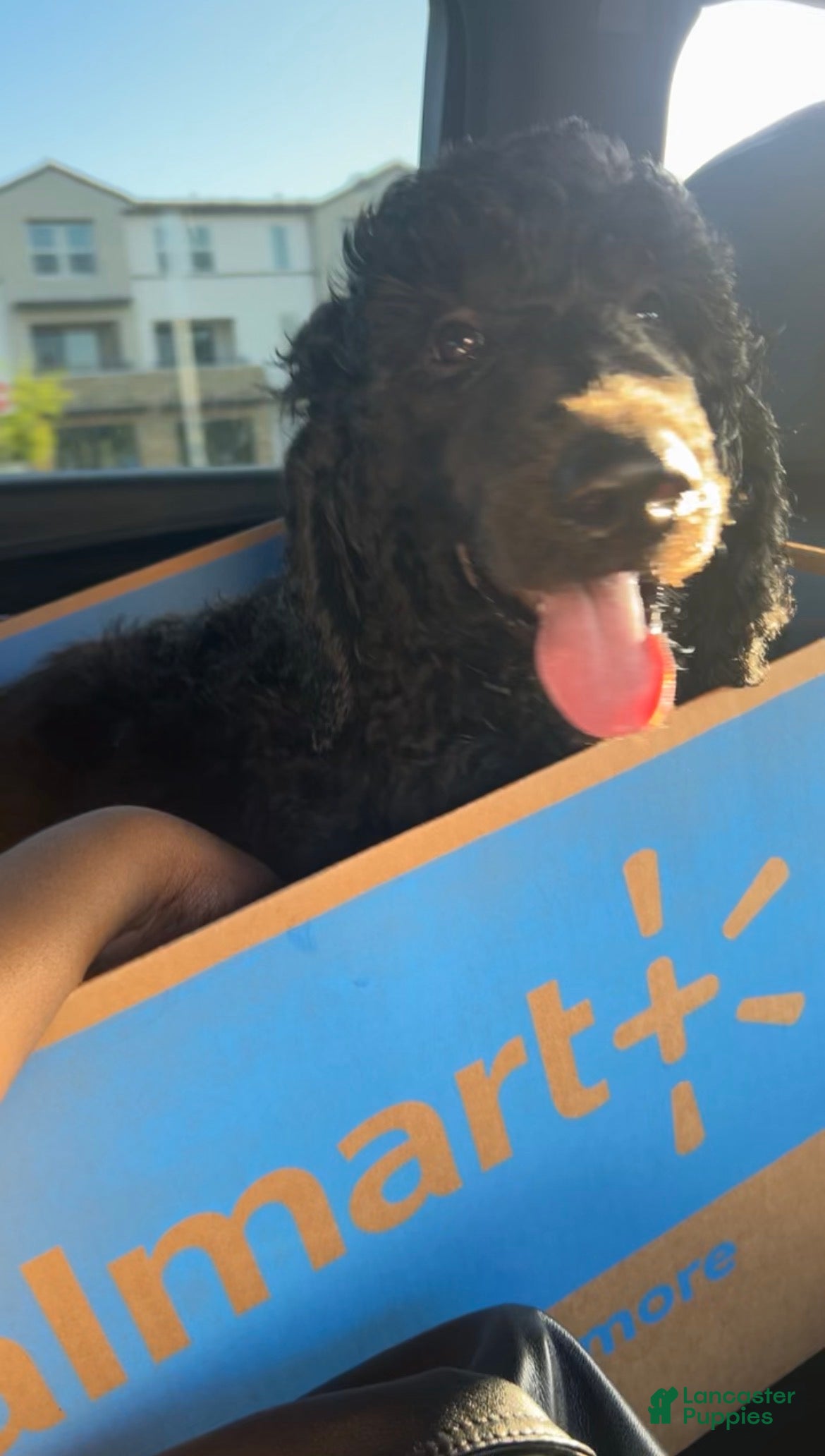 Standard Poodle dogs for sale: benjamin  - Ad 2