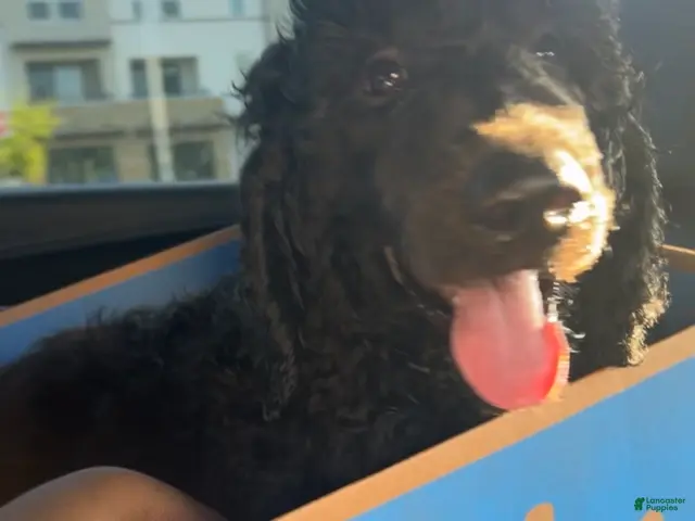 Standard Poodle dogs for sale: benjamin - Ad 4