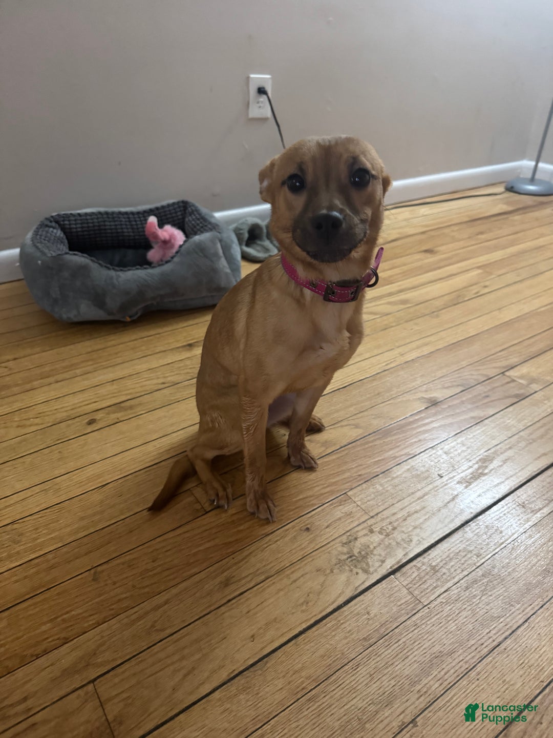 Mixed Breed dogs for stud: Bella  - Ad 2