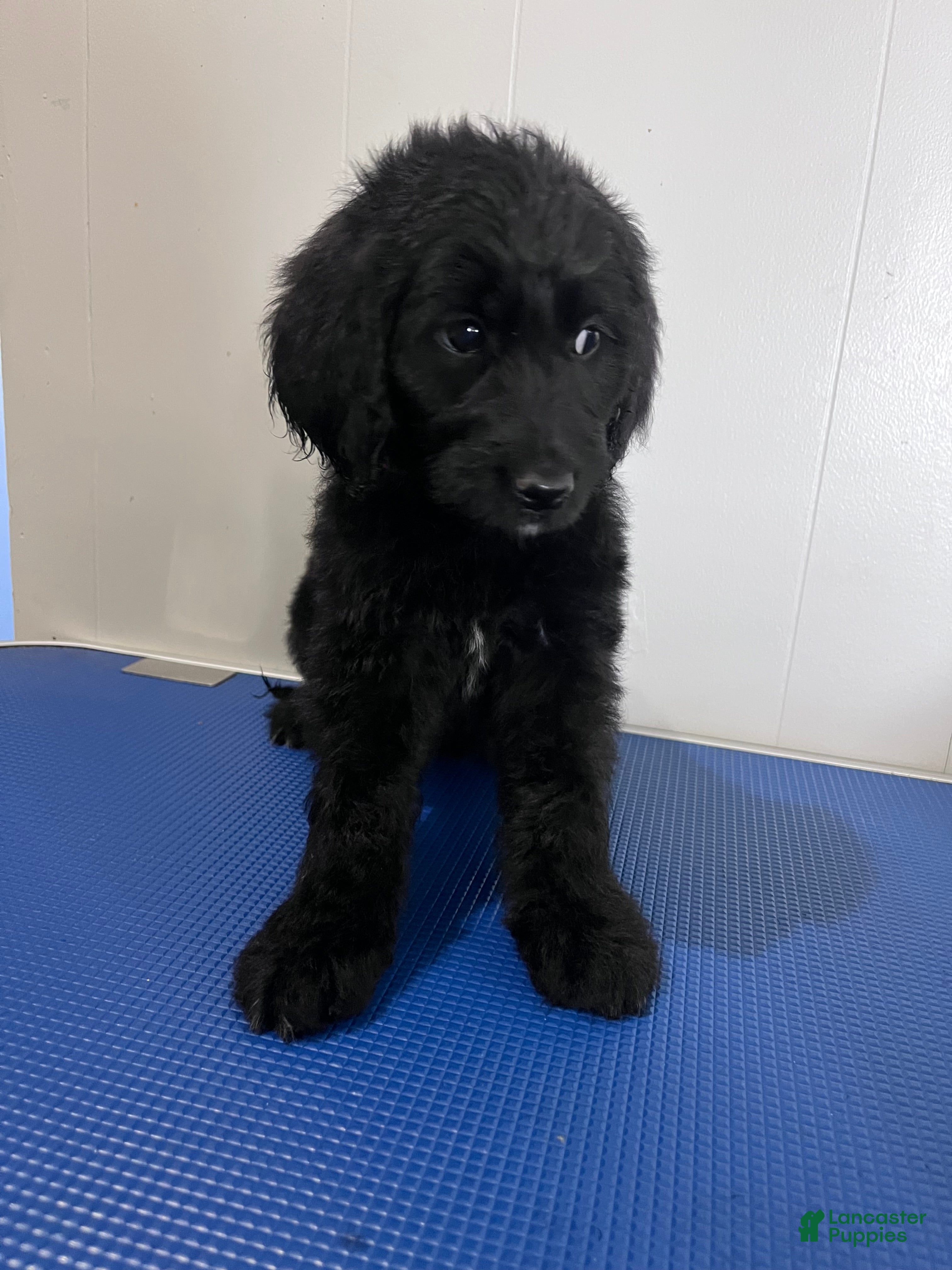 Goldendoodle dogs Orange - Ad 1