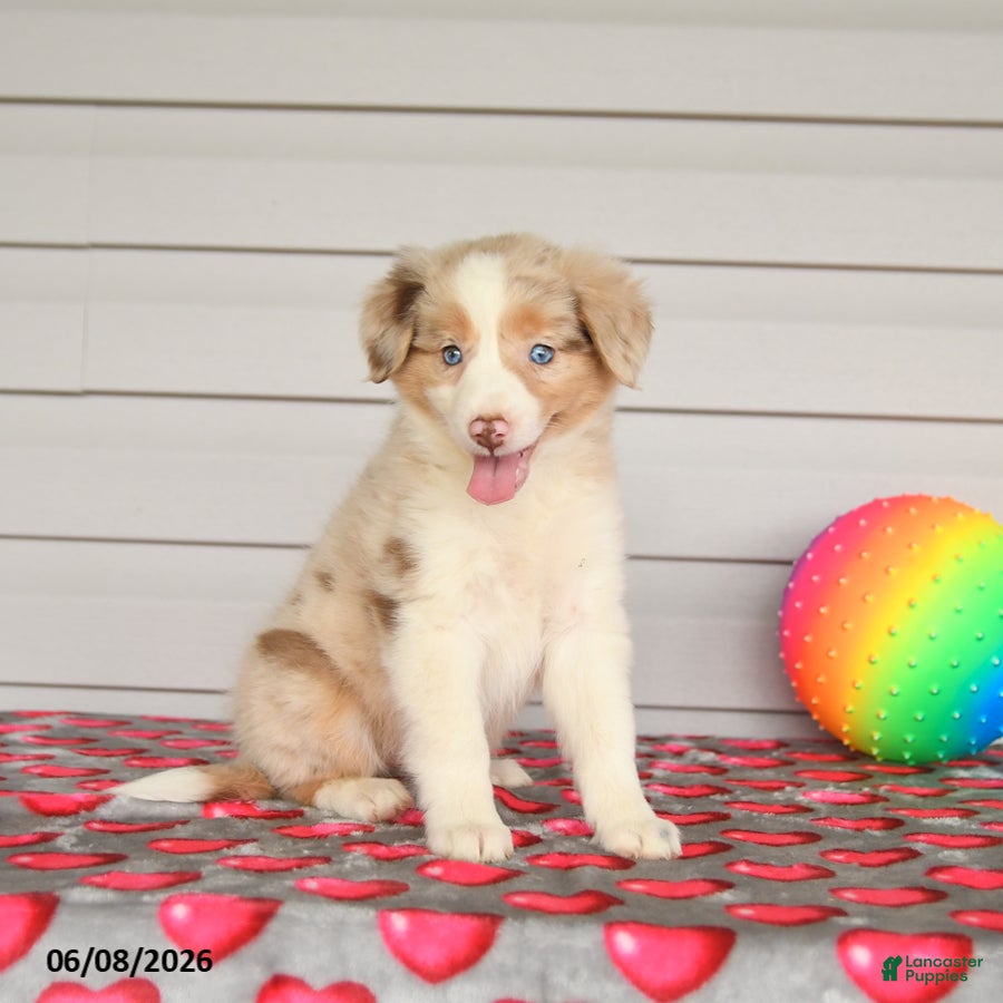 Mixed Breed dogs Kiwi - Ad 2