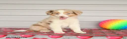 Mixed Breed dogs for sale: Kiwi - Ad 2