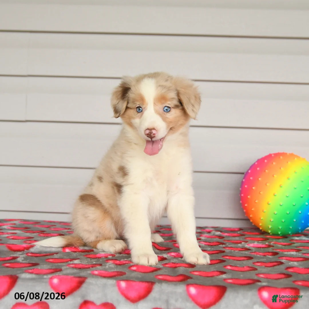 Mixed Breed dogs for sale: Kiwi - Ad 2