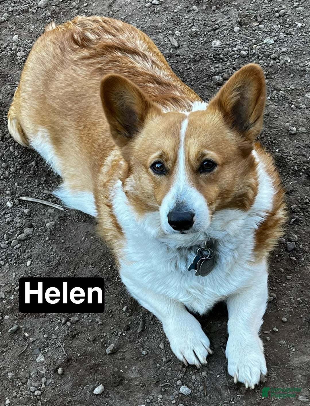 Welsh Corgi Pembroke dogs for sale: Jill - Ad 5