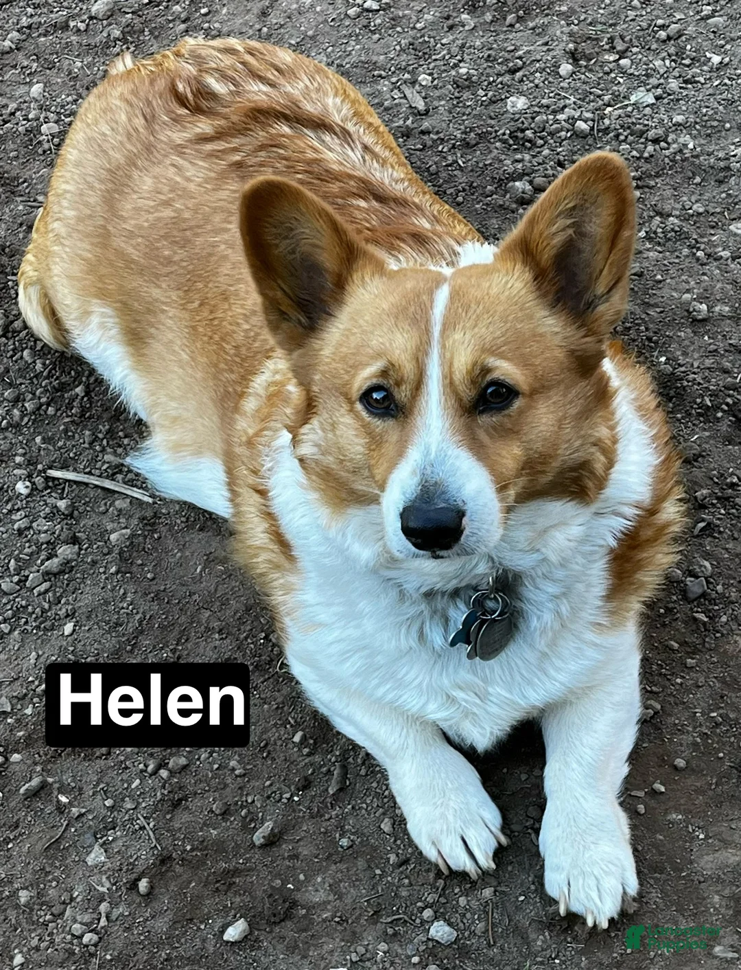 Welsh Corgi Pembroke dogs for sale: Jewel - Ad 5