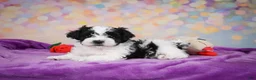 Maltipoo dogs for sale: Tyler - Ad 5
