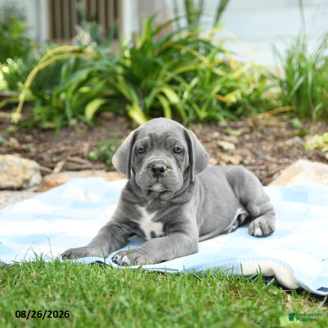 Cane Corso dogs for sale: Wheeler - Ad 3