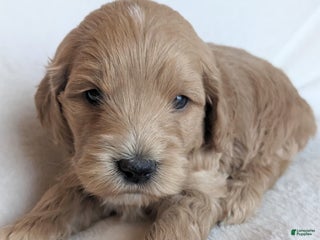 Mini Goldendoodle dogs - Ad 13