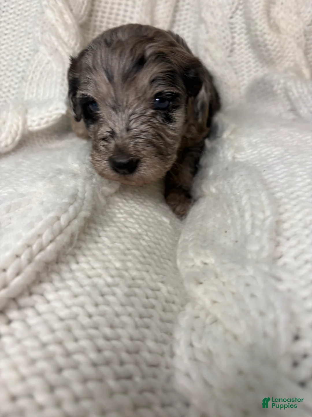 Mini Aussiedoodle dogs for sale: Mini Aussiedoodle Puppy 2 - Ad 4