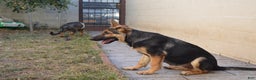 German Shepherd dogs for sale: Brown - Ad 7
